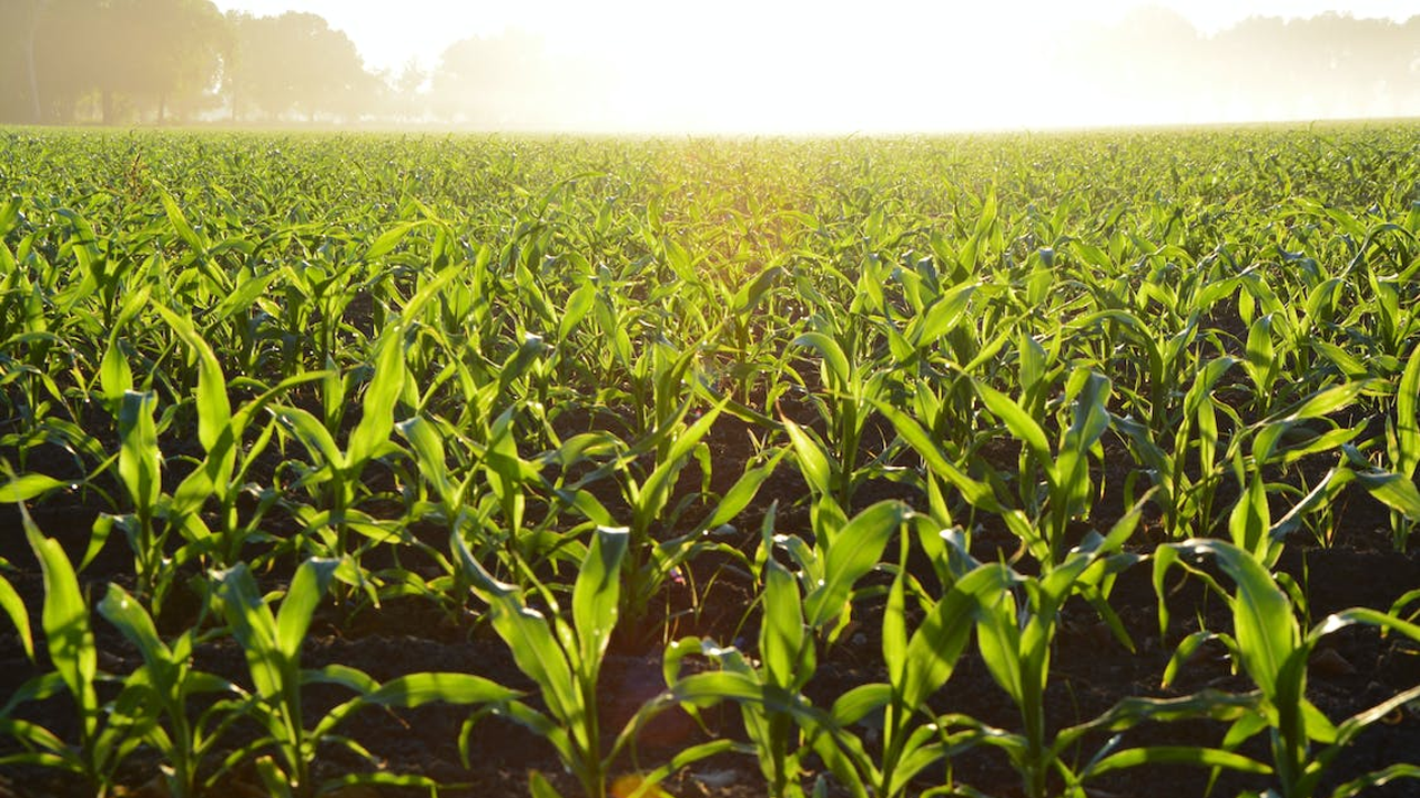 AGRICULTURAL WEATHER FORECAST